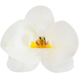 10 Orchidee Bianche 8,5 x 7,5 cm - Azyme