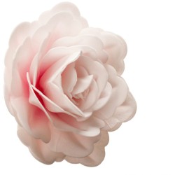 Rosa rosa gigante  12, 5 cm - Azzimato. n1